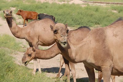 Viel seltener als Opels: Kamele