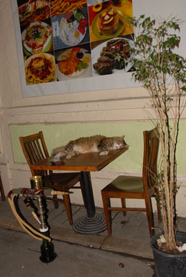 Katze Katze